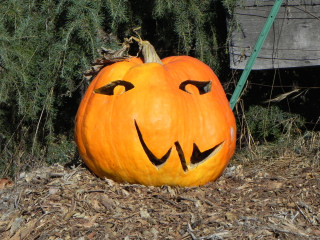 Usual Improves with age, Nipomo Pumpkin Patch best carving idea